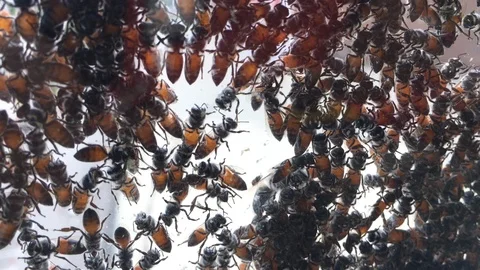 A group of bees sticking at the window surface. Stock Footage 105764426