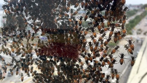 A group of bees sticking at the window surface. Stock Footage 105765286