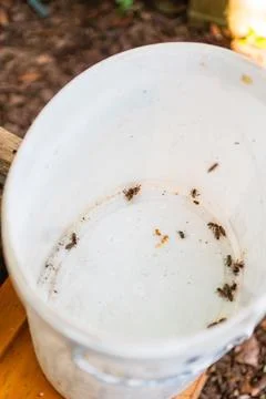 Group of Bees in a White Bucket while Harvesting Honey from the Beehives Stock Photos