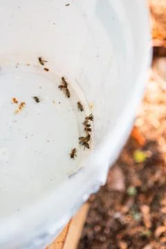 Group of Bees in a White Bucket while Harvesting Honey Stock Photos