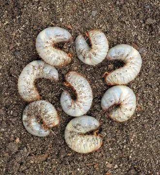 Group of beetle larvae on the ground. Stock Photos