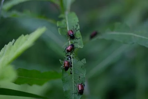 Group Of  Beetles On A Green Leaf Stock Photos