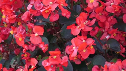 Group of begonia semperflorens plants Stock Footage 79485357