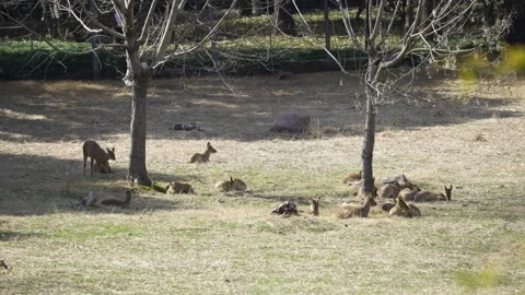 Group Behavior - Deer Pack Stock Footage 329118971