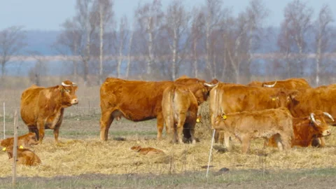 Group of big brown cows on the hayfield in Estonia Stock Footage 155679083