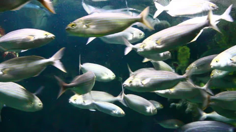 Group of big fish Stock Footage 39588298