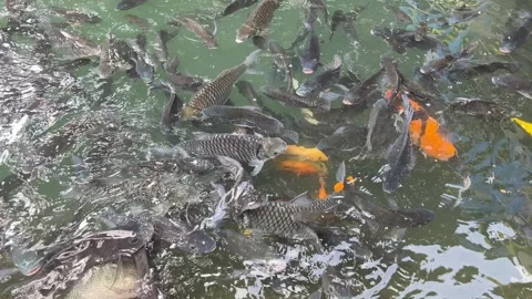 A group of big fish in the pond 스톡 동영상 305135446