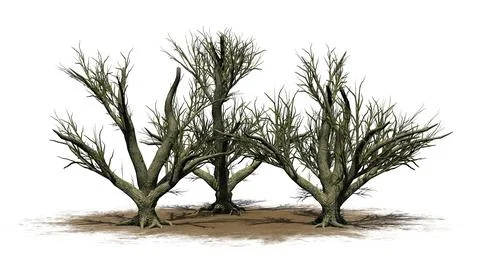 A group of Big Leaf Maple Trees in the winter on a sand area Ilustração Stock