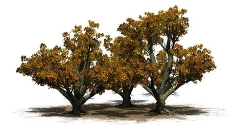 A group of Big Leaf Maple Trees in the autumn on a sand area Illustrazione stock