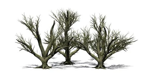 A group of Big Leaf Maple Trees in the winter with shadow on the floor Illustrazione stock