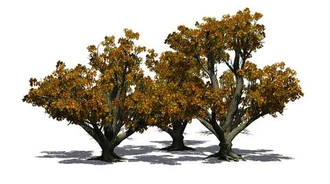 A group of Big Leaf Maple Trees in the autumn with shadow on the floor Illustrazione stock