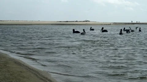 Group of big pelicans resting inside a river  Stock Footage 45480730