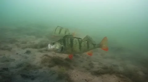 Group of big perch swimming Stock Footage 47242194