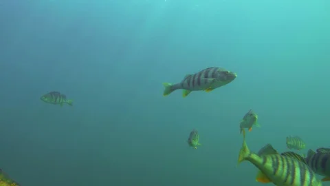 Group of big perch swimming by Stock Footage 121196969