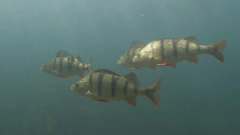 Group of big Red Fin Perches, underwater shot Stock Footage 193990633