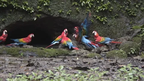 Group of big red yellow blue parrots sitting on the ground in south Stock Footage 282337730