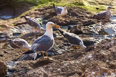 Group of the big yellow-legged gulls looking for food on the volcanic shore.. Stock Photos