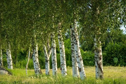 Group of birch trees with white bark standing on a green summer meadow Stock Photos