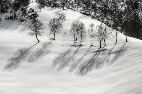 A group of birches on snow Stock Photos