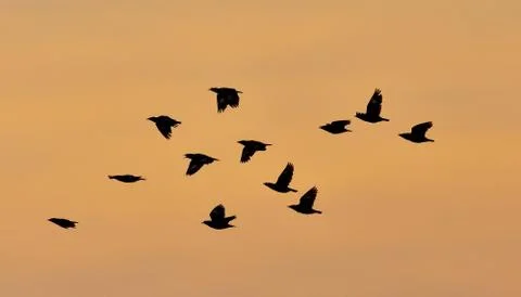 A group of bird flight in dusky sunset sky Stock Photos