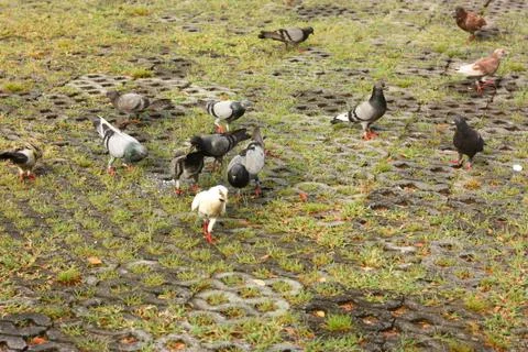 A group of bird on the floor Stock Photos