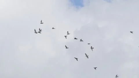 Group of bird flying on sky. 库存影片 339457778