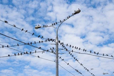 Group of bird Stock Photos