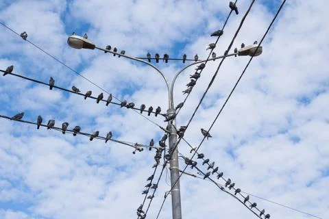 Group of bird Stock Photos