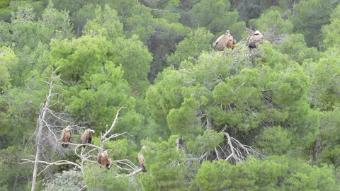 A group of birds are perched on a tree branch Stock Footage 278104007