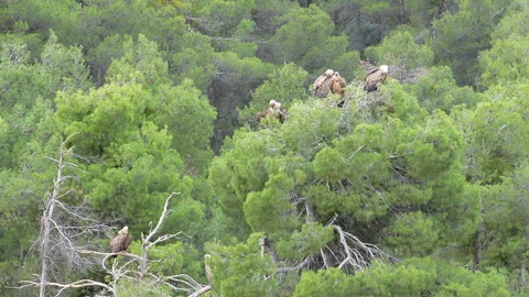 A group of birds are perched on a tree branch Stock Footage 278104432
