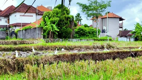 A group of birds are walking through a field of rice Stock Footage 275768526