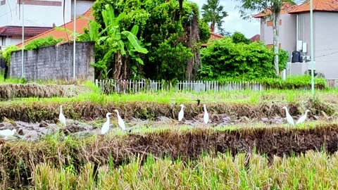 A group of birds are walking through a field of rice Stock Footage 275768529