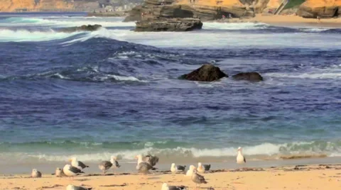 Group of Birds on Beach Stock Footage 37695162