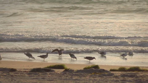 Group of birds on the beach in slow motion 120fps Stock Footage 166341509