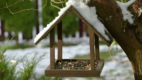 Group of birds in bird feeder Stock Footage 144445547