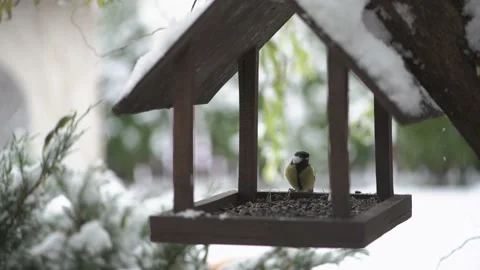 Group of birds in bird feeder Stock Footage 145757244