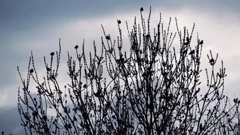 Group of birds on the branches of a tree in winter against the light Stock Footage 305668812