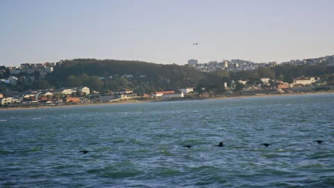 Group of birds fly low over water in San Francisco Bay with coastline behind Stock Footage 242832364
