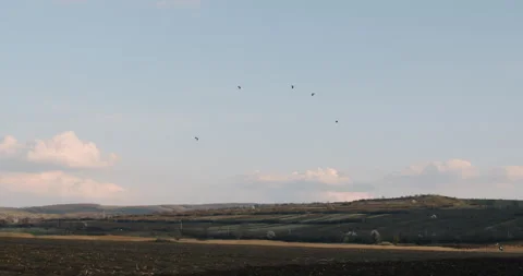 A group of birds fly in the sky at sunset over a field. Video stock 153674142