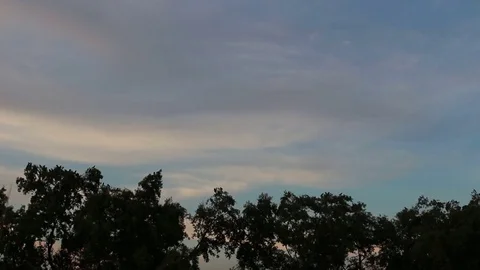Group birds fly from tree evening. Stock Footage 69753916