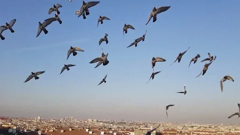 Group of birds flying 240fps Stock Footage