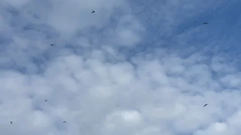Group of birds flying in cloudy sky Stock Footage 277601560