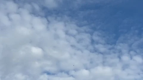 Group of birds flying in cloudy sky Stock Footage 277601719