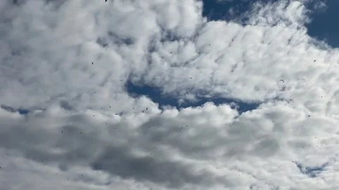 Group of birds flying in cloudy sky Stock-Footage 277601773