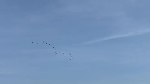 Group of birds flying in cloudy sky Stock Footage 277602395