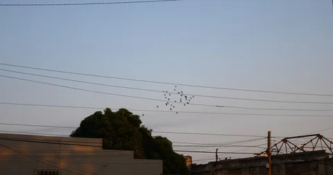 Group of birds flying at dawn Video stock 120176196