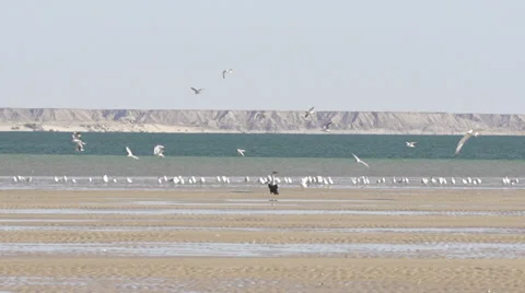 Group of birds flying Stock Footage 37730096