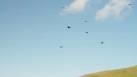 Group of Birds flying Stock Footage 318792720