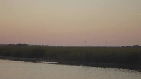 Group Of Birds Flying Over Marsh At Sunset Stock Footage 205400214