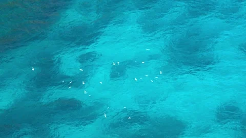 Group of birds flying over the ocean with glowing fish swimming beneath. Stock Footage 273145316